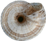 Trochoidea geyeriGOTLÄNDSK ALVARSNÄCKA6,1 × 6,7 mm